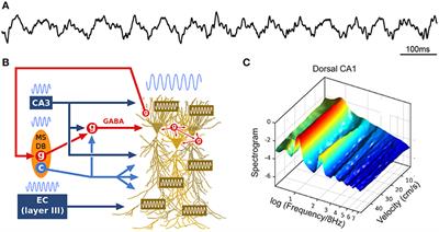 Hippocampal Sequences During Exploration: Mechanisms and Functions